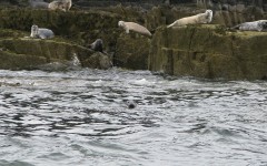 isle of may seals